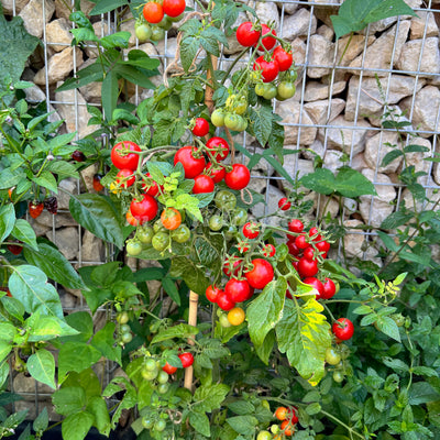 Präsentation der charmanten, kleinen Früchte der Micro Dwarf Tomate – Chibikko.