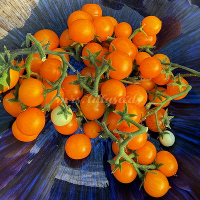 Micro Dwarf Micro Gemma – zahlreiche leuchtend orange Cherrytomaten in einer blauen Schale, frische Rispen, kompakte Früchte