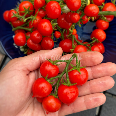 Roter Fruchtstand der Micro Tom auf der Hand – zeigt Größe und Ertrag der Zwergtomate.