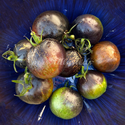 Nahaufnahme mehrerer Midnight Tiger Tomaten mit dunkler violett-schwarzer Haut, die in einer tiefblauen Schale arrangiert sind.