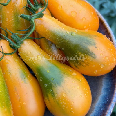 Diese prallen, orangefarbenen Tomaten der Sorte Mila glänzen in der Sonne und versprechen eine reiche Ernte. Mit ihrem intensiven Geschmack und dem festen Fruchtfleisch sind sie ein Highlight in jeder Küche.