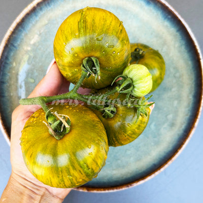 Mint Streak Tomaten – Frische grüne Tomaten an der Staude, mit einzigartigen bernsteinfarbenen Streifen.