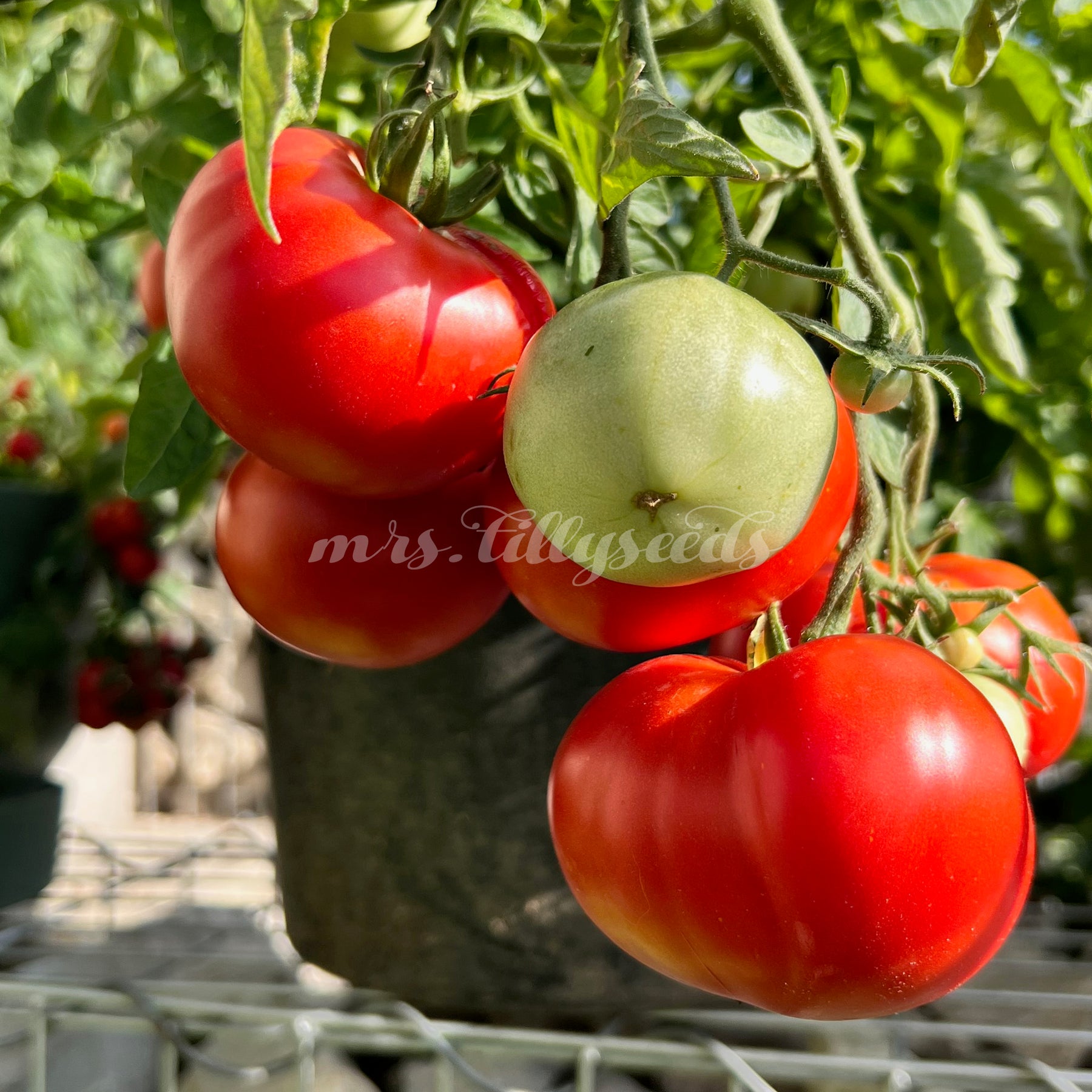Zwergtomate MONGOLIAN DWARF Mrs tillyseeds zwergtomate-mongolian-dwarf-mrs-tillyseeds