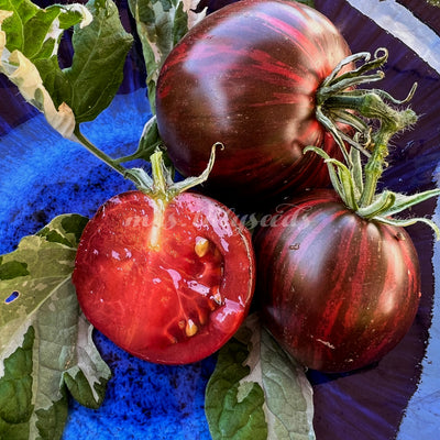 Nahaufnahme von zwei Tomaten der Sorte Moonlight Mile mit dunkler, fast schwarzer Schale und metallischem Schimmer auf panaschierten Blättern