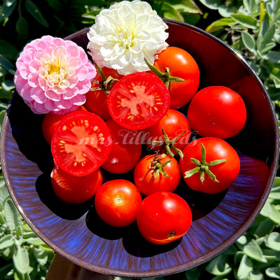 Sehr schöne rote Tomatensorte aufgeschnitten auf einem Teller.