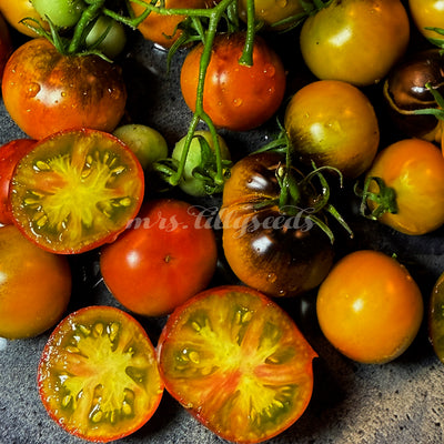 Reife Tomaten der Sorte Copper Olive mit kupfer- und olivfarbenen Schalen, teils blauschwarz gestreift – Nahaufnahme auf dunklem Hintergrund.