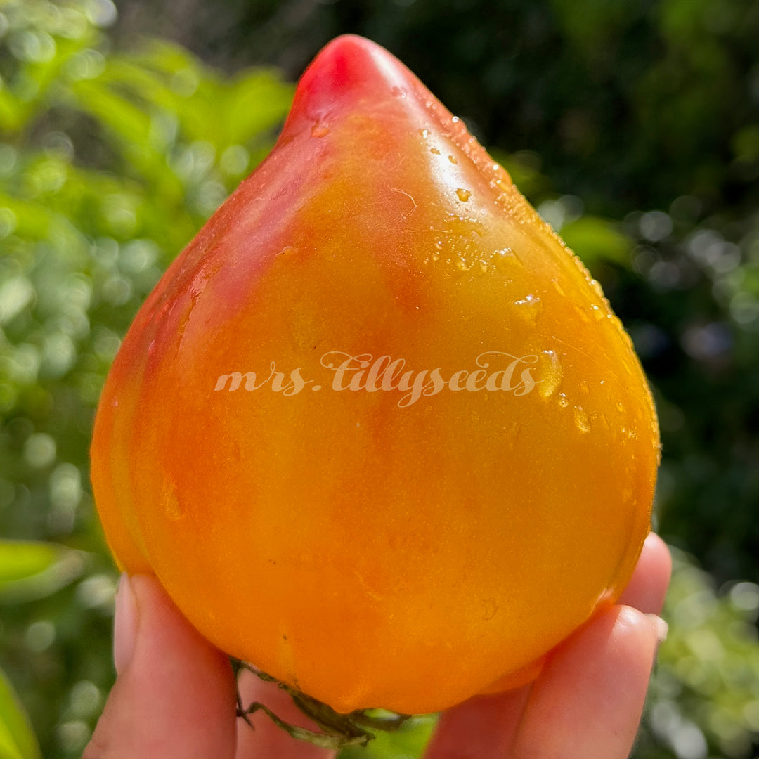 Herztomate Orange Mango Tomatensamen