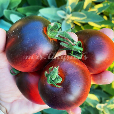 Vier glänzende Pascal de Picardie Tomaten mit violettroter Farbe in der Hand vor grünem Gartenhintergrund.