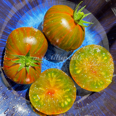 Mehrere Pit Viper Tomaten, aufgeschnitten und ganz, mit grün-gelbem Inneren und gestreifter Schale, auf blauer Schale präsentiert.