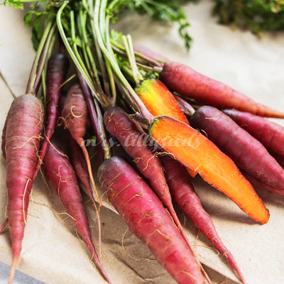 Wunderbare süße Karotten, frisch aus dem Garten. 