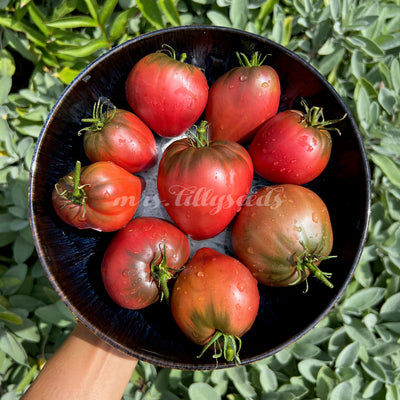 erzförmige Tomate 'Purple Heart' mit dunklem Schimmer und Tautropfen auf einem Teller.