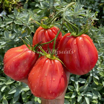 Leuchtende pinke Früchte der Reifen Tomate Rosa Feige in einer Hand mit Salbei im Hintergrund.