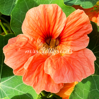 Leuchtend orangefarbene Kapuzinerkresse-Blüte in voller Blüte – eine wunderschöne Zierpflanze, die sowohl im Garten als auch auf dem Teller überzeugt.