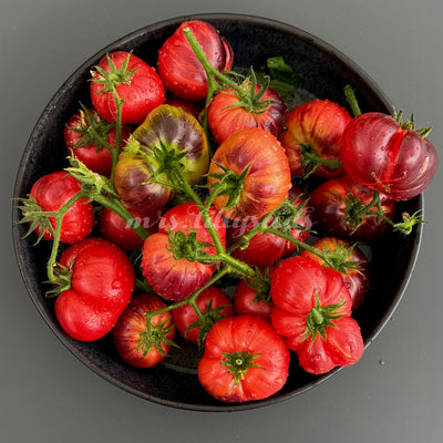 Dwarf Showstopper – Schale mit vielen roten, leicht gerippten Früchten und anthocyanen Schultern