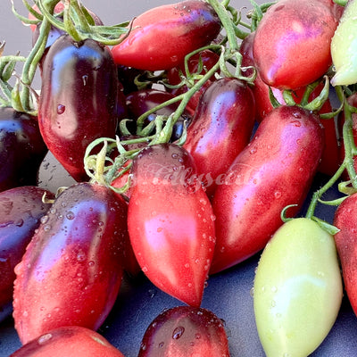 Reife Slivka Gurman Tomaten an der Staude – Dunkelviolette bis rot-schwarz gestreifte, längliche Früchte mit glänzender Oberfläche.