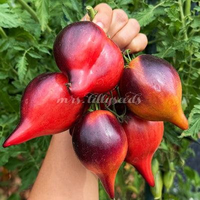 Mehrere Früchte der Sorte Sofia’s Fiery Comet an einer Tomatenrispe mit kräftigem Farbspiel in Rot, Violett und Orange