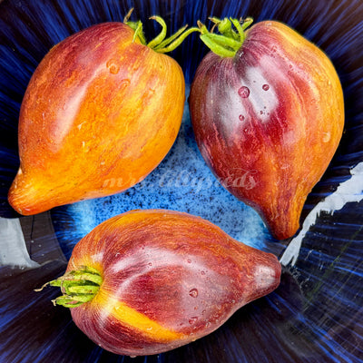 Sofia’s Sweet Caramel Tomate mit mehrfarbiger Schale in Gold, Orange und Rot, herzförmig mit langer Spitze.