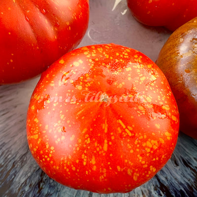 Nahaufnahme einer halbierten Strawberry Leopard Tomate mit saftigem, dichtem, rotem Fruchtfleisch und auffälligen gelben Flecken auf der roten Haut.