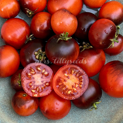 Saftige Micro Dwarf Tomaten, die in einem dekorativen Indoor-Garten wachsen.