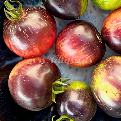 Mehrere reife, mehrfarbige Tomaten der Sorte 'The Musketeers' in einer Schale arrangiert, mit einer Kombination aus roten, violetten und grünen Streifen.
