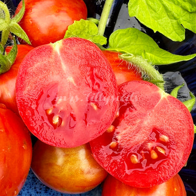 ufgeschnittene Dwarf Tigerette Red Tomate mit intensiv rotem, saftigem Fruchtfleisch und sichtbaren Samenfächern.