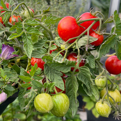 Nahaufnahme der Tini Tiger Tomate – leuchtend rote Früchte mit goldgelben Streifen