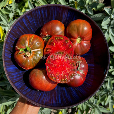 Fleischtomate Vorlon auf dunkelblauem Teller – violett-braune, gerippte Tomaten mit dunklem Schimmer und grünem Laub im Hintergrund.