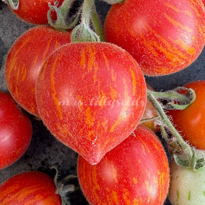 Woolly Zwerg Micro Dwarf – Detailaufnahme leicht behaarte Früchte in Herzform.