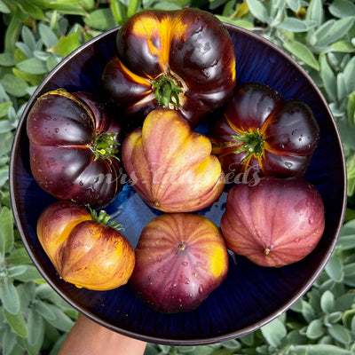 Ein Teller voll mit bunten Tomaten in Farben von gelb bis violett, frisch geerntet aus einem Hobbygarten.