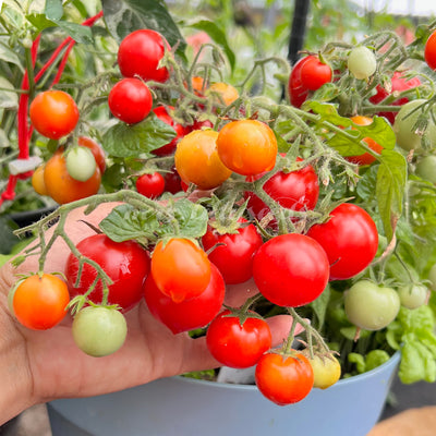 Die perfekte Tomatensorte für platzsparenden Anbau: Entdecken Sie die Zwergwunder Micro Dwarf Tomate.
