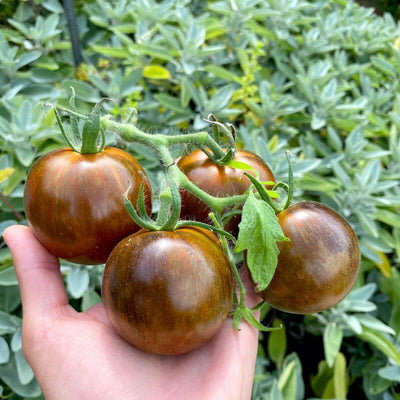 Stabtomate COSMIC ECLIPSE - mrs.tillyseedsHand hält einen Strauch mit vier reifen Cosmic Eclipse Tomaten, die ihre dunkle, marmorierte Schale vor einem üppig grünen Gartenhintergrund zeigen.