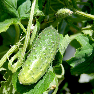 Eine Nahaufnahme der kleinen russischen Gurke, Russo im Garten.