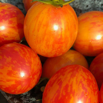 Wunderbare leuchtende Cherrytomate Sunrise Bumblebee auf einem schwarzen Teller.