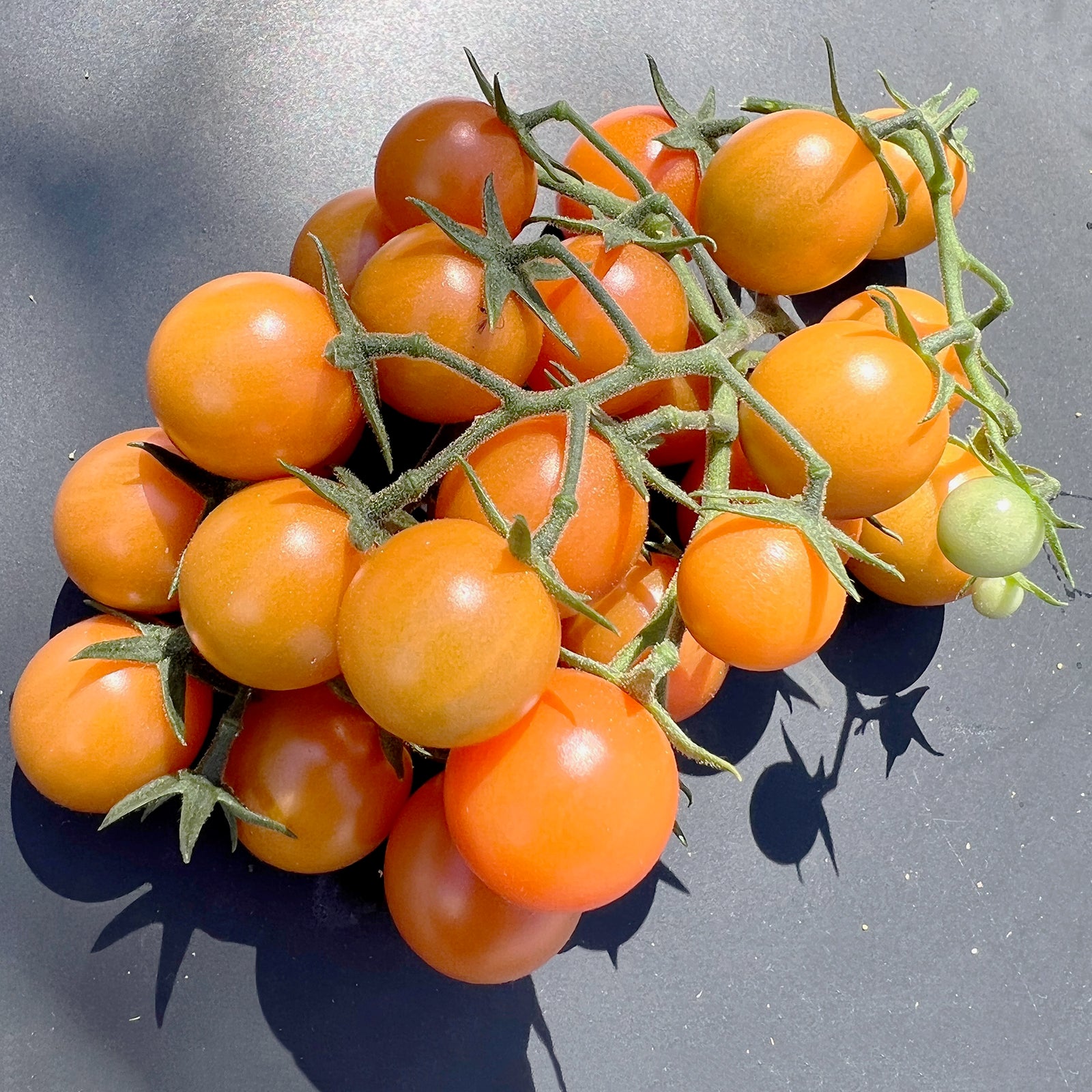 Wild Cherry APRIKOSENKIRSCHE Mrs tillyseeds wild-cherry-aprikosenkirsche-mrs-tillyseeds