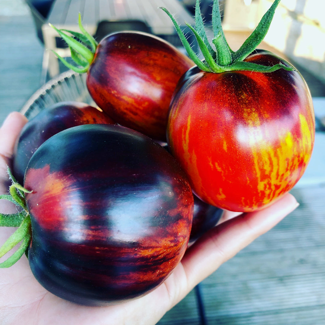 Stabtomate INDIGO BLUE