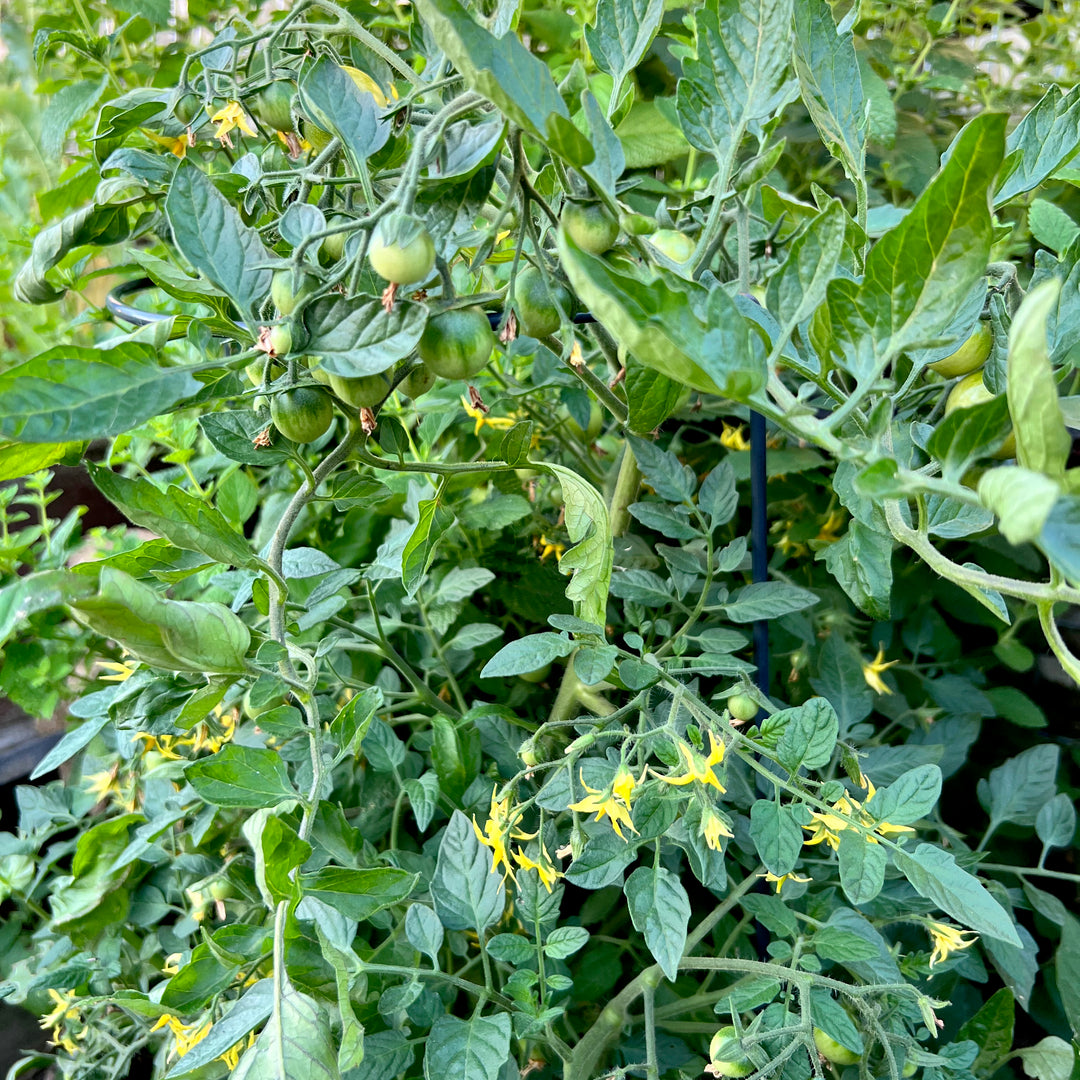 Micro Dwarf Zwergtomate Minibel für Freiland