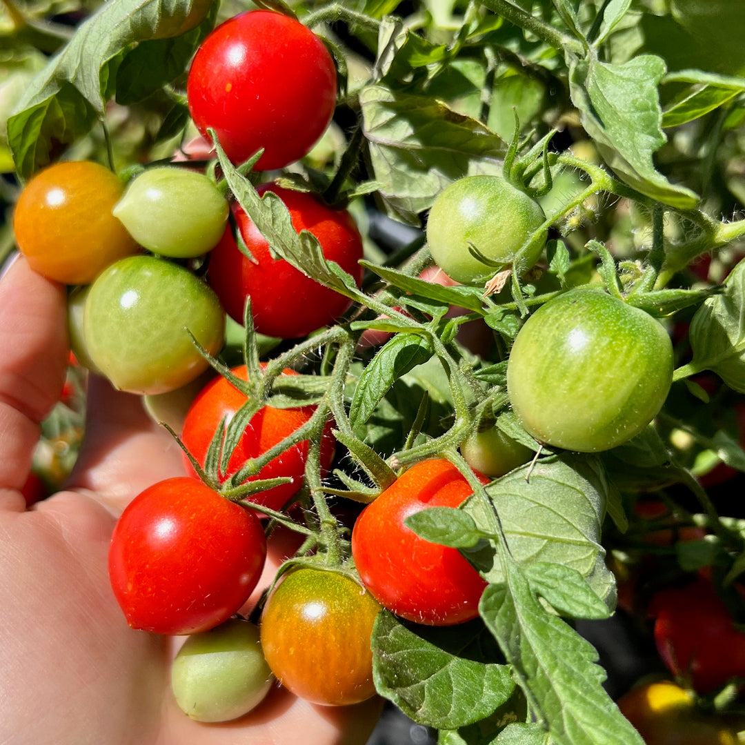 Micro Dwarf Zwergtomate Minibel für Freiland