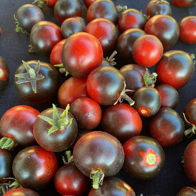 Nahaufnahme einer kompakten Zwergtomatenpflanze mit dunkelgrünem Laub und fast schwarzen Früchten, die dekorativ im Garten oder auf dem Balkon wächst.
