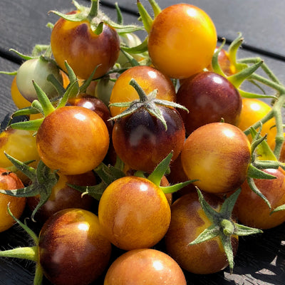 Kombination aus reifen und angeschnittenen Antho Yellow Tomaten, mit intensiver Farbe und deutlicher Fruchtstruktur.