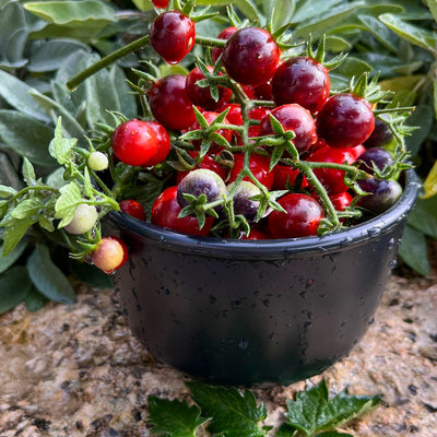 Frische Cherry Blue Boar Berries Tomaten in einer Schale, leuchtend rot mit violetter Färbung, leicht mit Wasser benetzt.