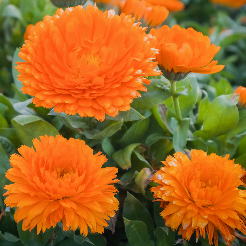 Ringelblume 'Neon' Samen – Leuchtend Orange Mit Burgunderroten Spitzen, Bienenfreundlich