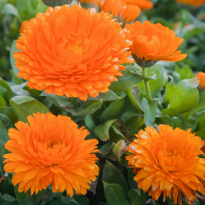 Die leuchtend orangenen Blüten der Candyman Orange erstrahlen wie kleine Sonnen im Garten, ein Farbtupfer, der Lebensfreude versprüht.