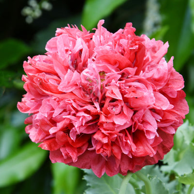 Mohn Frosted Salmon Peony - Mrstillyseeds