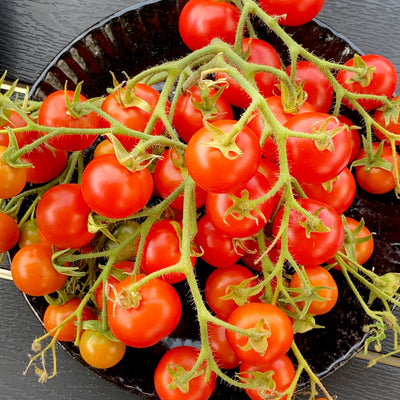 Reife Tomaten der ertragreichen Sorte in der Sonne.